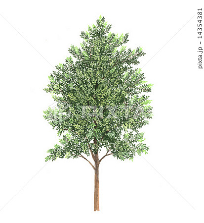 樹木のイラスト イヒメシャラのイラスト素材