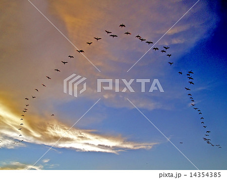 Flying Birds 14354385