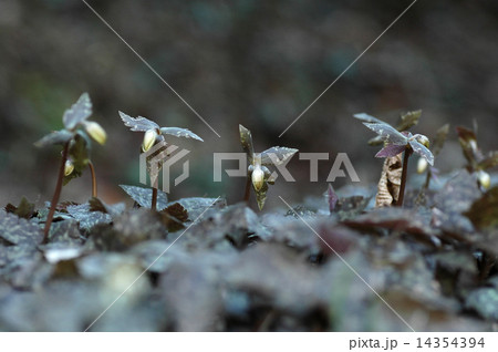 ユキワイイチゲ 14354394