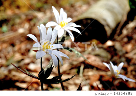 ユキワリイチゲ 14354395