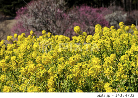 菜の花畑 14354732
