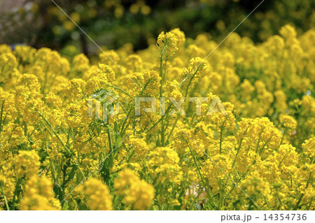 菜の花畑 14354736