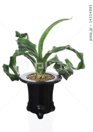 オモト オモト 14354995