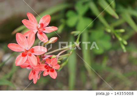 ヒメヒオウギアヤメ ヒメヒオウギアヤメ 14355008