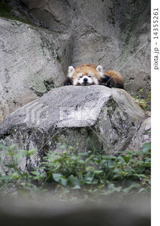 多摩動物公園　レッサーパンダ 14355261