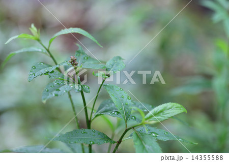 フジバカマの蕾と雨雫 フジバカマの蕾と雨雫 14355588