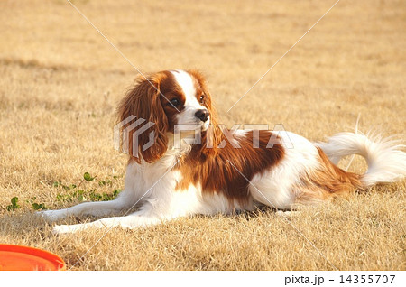 真剣っ！ 14355707