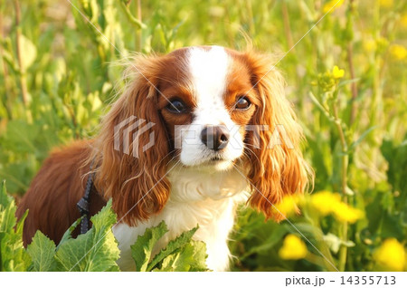 菜の花畑にて 14355713