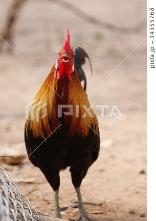 Front Thai bantam. 14355768