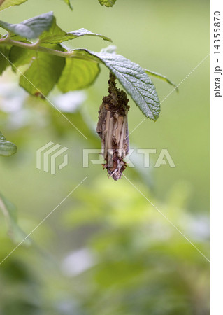 ミノムシ ミノムシ 14355870