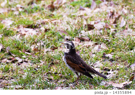 ツグミ 14355894