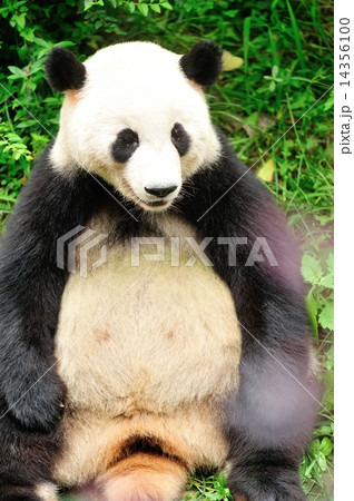 giant panda at chengdu, china  14356100
