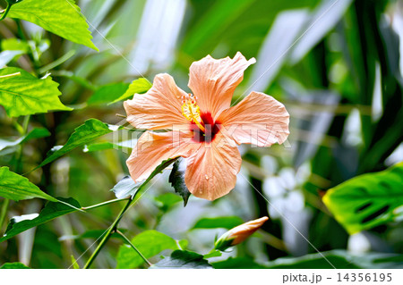 Hibiscus orange big Hibiscus orange big 14356195