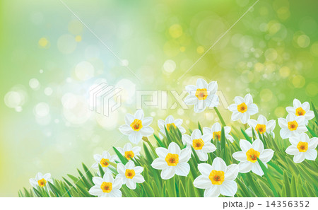 Vector spring nature background, daffodil flowers. Vector spring nature background, daffodil flowers. 14356352