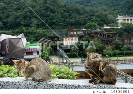 ホウトン 猫の村 の猫の写真素材 ホウトン 猫の村 の猫の写真素材