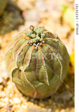 エウフォルビア・オベサ、トウダイグサ科、南アフリカ 14356787