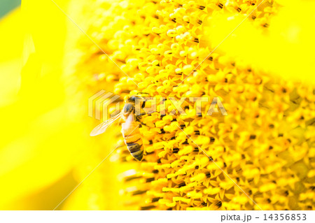 ミツバチとタイタンヒマワリ(食用巨大ヒマワリ) ミツバチとタイタンヒマワリ(食用巨大ヒマワリ) 14356853