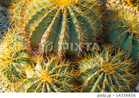 フォロカクツス グラウケスケンス 王冠竜 サボテン科 メキシコの写真素材
