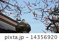 梅と鶯 14356920