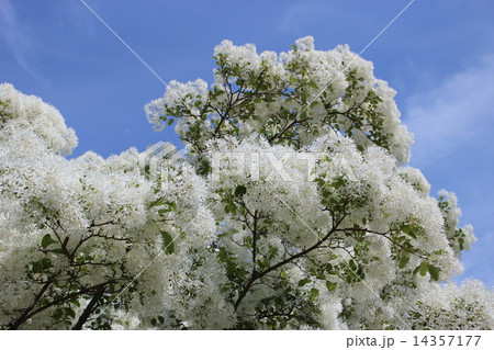 ひとつばたご ひとつばたご 14357177