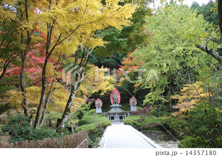 紅葉 紅葉 14357180