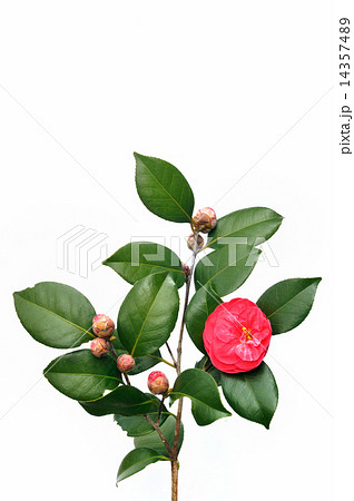 椿の花 14357489