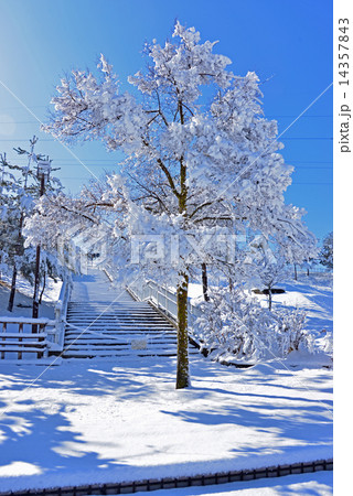 雪の白い花の写真素材 [14357843] - PIXTA