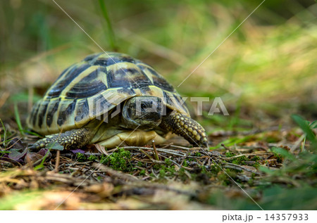 young turtles from the wild nature young turtles from the wild nature 14357933