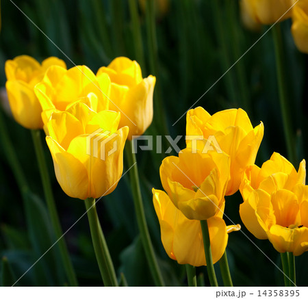 Yellow tulips Yellow tulips 14358395
