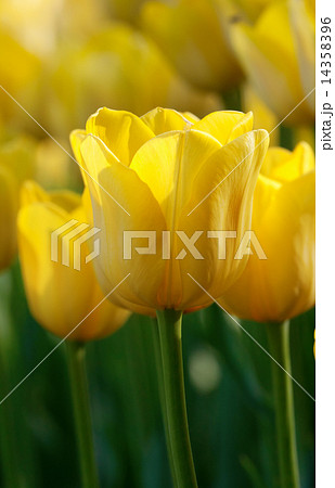 Yellow tulips 14358396