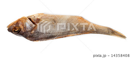 Sun-dried roach isolated on white background 14358408