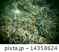 熱帯魚の群れ 14358624