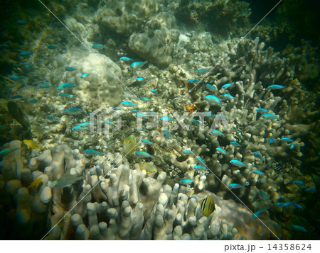 熱帯魚の群れ 14358624