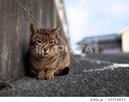 道端の猫の写真素材 [14358645] - PIXTA