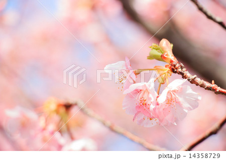 河津桜 14358729
