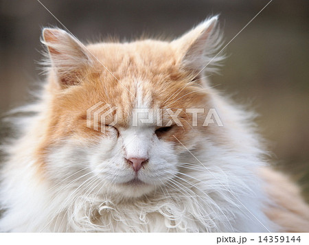 猫の顔のアップ 猫の顔のアップ 14359144