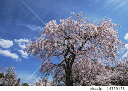 醍醐寺 京都の桜 醍醐寺 京都の桜 14359178