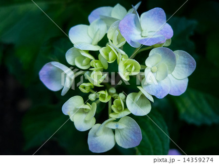 あじさい あじさい 14359274