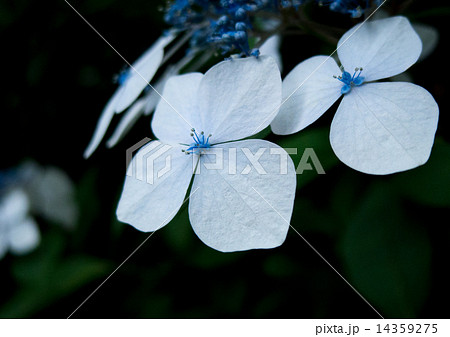 あじさい 14359275