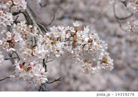 桜 14359276