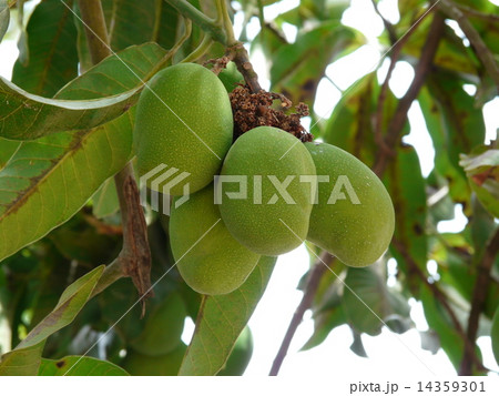 マンゴー 14359301