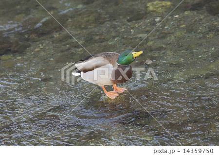 マガモ 14359750