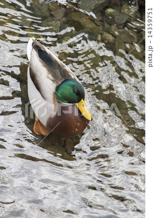 マガモ 14359751