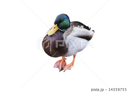 マガモ 14359755
