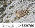 カルガモとマガモの交雑種(メス) 14359760