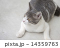 仔猫 14359763