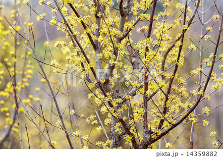 山茱萸 山茱萸 14359882