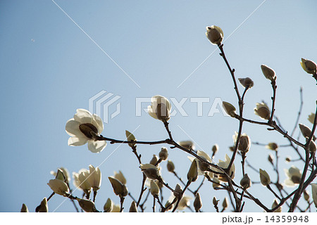 早春の花　白木蓮　青空バックに白い花びらが透けて見えた 14359948