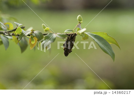 ミノムシ ミノムシ 14360217