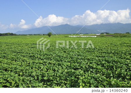 【鹿児島県】広がるサツマイモ畑 【鹿児島県】広がるサツマイモ畑 14360240